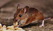 24 Hour & Emergency Exterminators in Saint George, SC